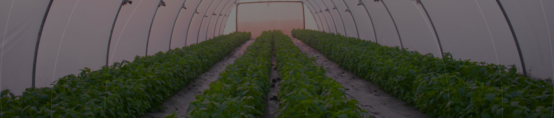 Suncover 